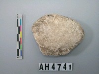 藏品(中型螺蓋製貝刮器)的圖片